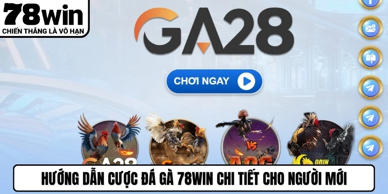Hướng dẫn cược đá gà 78WIN chi tiết cho người mới