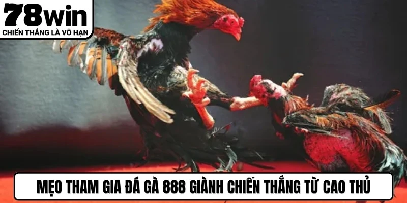 Mẹo tham gia đá gà 888 giành chiến thắng từ cao thủ