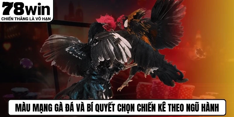 Màu Mạng Gà Đá Và Bí Quyết Chọn Chiến Kê Theo Ngũ Hành