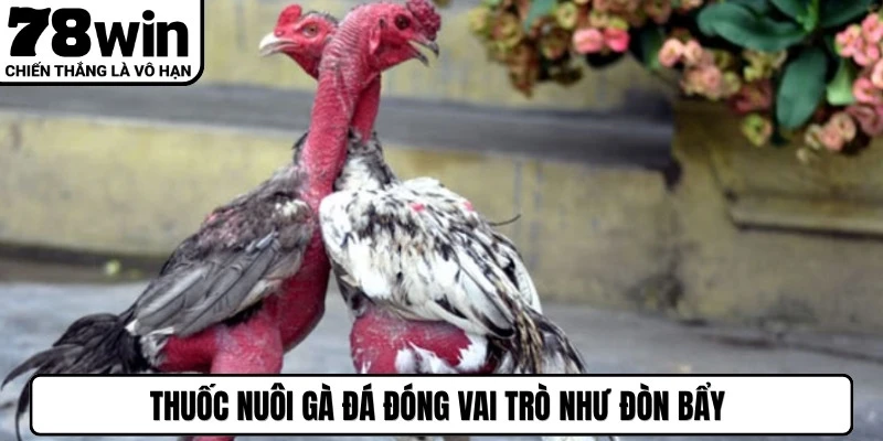 Thuốc nuôi gà đá đóng vai trò như đòn bẩy thúc đẩy quá trình phát triển ở gà